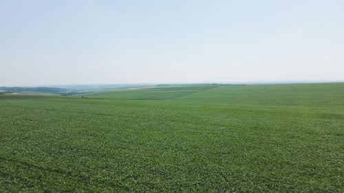 Drone Flying Over Green Field Harvest Crops in the Countryside