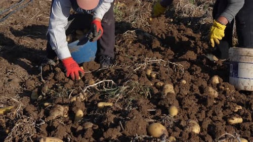 Adults Harvesting Fresh Potatoes in Rural Field