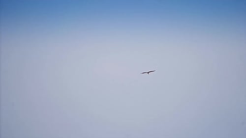 Beautiful stork flying in the blue sky. Wild stork soaring in the air.