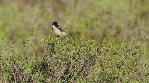 Teleaufnahme eines einzelnen europäischen Stonechat-Vogels, der auf Pinselblättern ruht, statisch