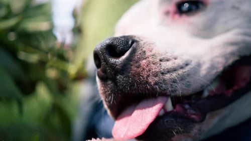 portrait of a beautiful white dog of the pit bull breed Staffordshire terrier on a walk in the park
