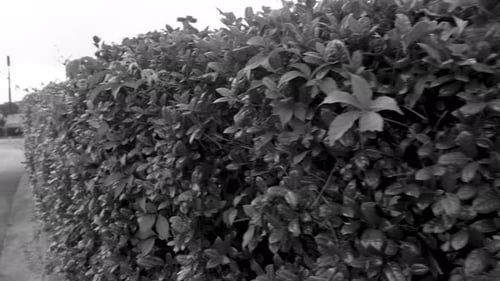 A lightly overgrown bush shown in black and white.