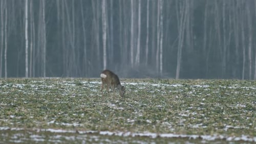European roe deer flock eating on rape raps field in evening dusk