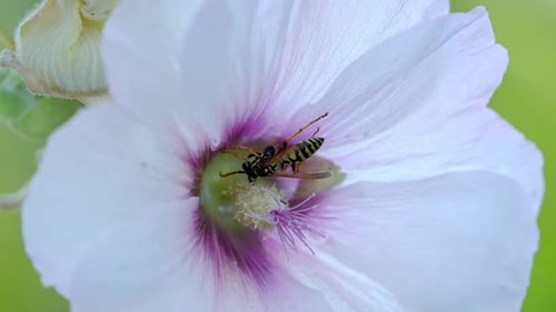 Striped Insect Inside Delicate White and Purple Flower