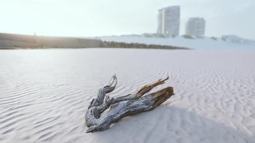 Piece of an Old Root is Lying in the Sand of the Beach
