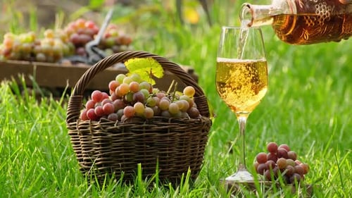 Wine tasting culture. Pour white wine in glass in the garden