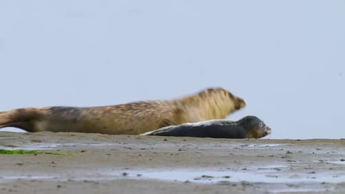 Common seal mother with baby newborn pup enjoying rest on beach shoreline, seal jumps near pup for p