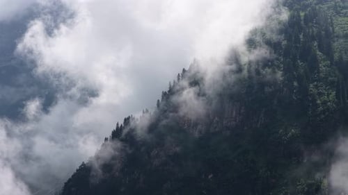 Foggy Mountain Forest with Clouds Moving Over the Pine Trees