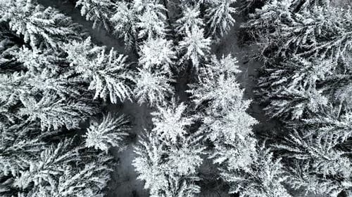 Dense pine forest covered in thick layer of snow, aerial top down view