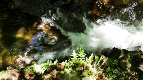 Aufnahme eines fließenden frischen Baches durch den grünen Regenwald an einem sonnigen Tag von oben nach unten - Whirinaki, Neuseeland