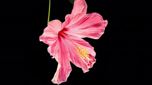 Pink Hibiscus Opens Big Flower in Time Lapse on a Green Variegated Leaves. Blooming Red Plant
