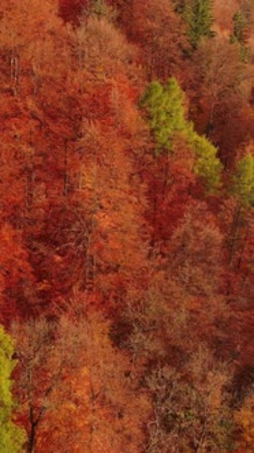 Autumn forest in Carpathian mountains