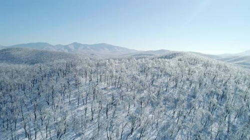 Aerial View of a Frozen Forest with Snow Covered Trees at Winter Flight Above Winter Forest Aerial