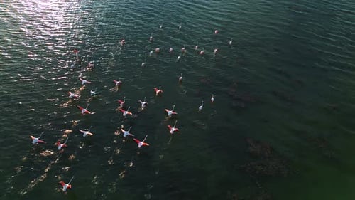 A group of pink flamingos is starting to fly on shallow lagoon water surface with wings and legs mov