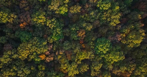 Stunning Aerial Footage of Arkansas Forest Displaying Fall Foliage