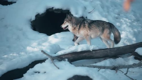 Grey wolf running through the snowy forest