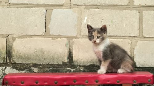 Kitten Sits On Bench Outdoors