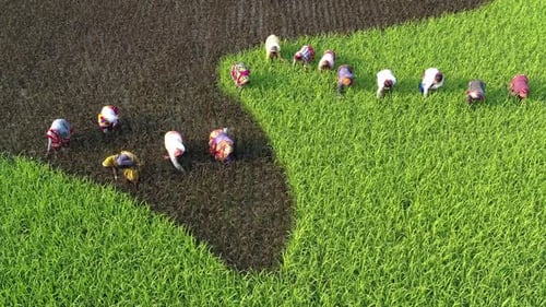 Aerial view of farmers working in field, Bangladesh.