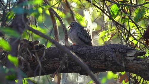 Ein gewöhnlicher Taubenvogel, der im Sommer auf einem Ast thront, Sträucher in Florida