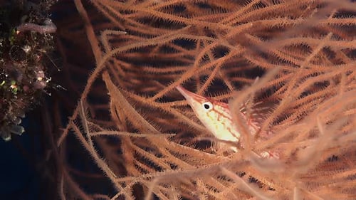 Longnose Hawkfish in black coral