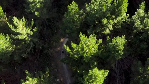 Adventure people on mountain bikes riding dirt track through pine tree forest, aerial