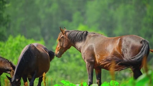 Wildpferde grasen im Tal der Berge