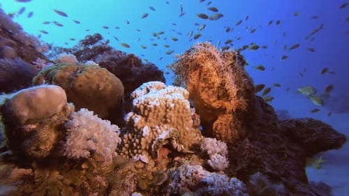 Vibrant Coral Reef with Fish Swimming Underwater