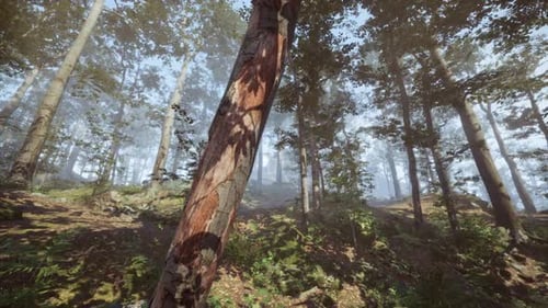 Golden Sunlight Filters Through the Trees in a Quiet Serene Forest