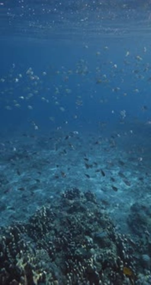 Corals with School of Fish Underwater in Blue Ocean Vertical Screen