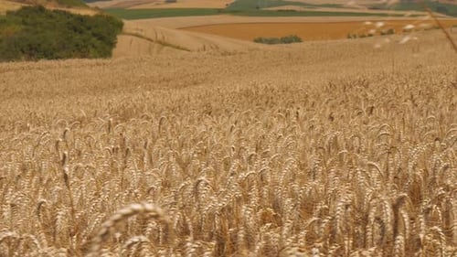 Field of Wheat