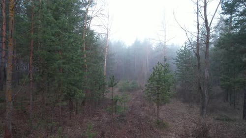 Foggy Mysterious Pine Forest