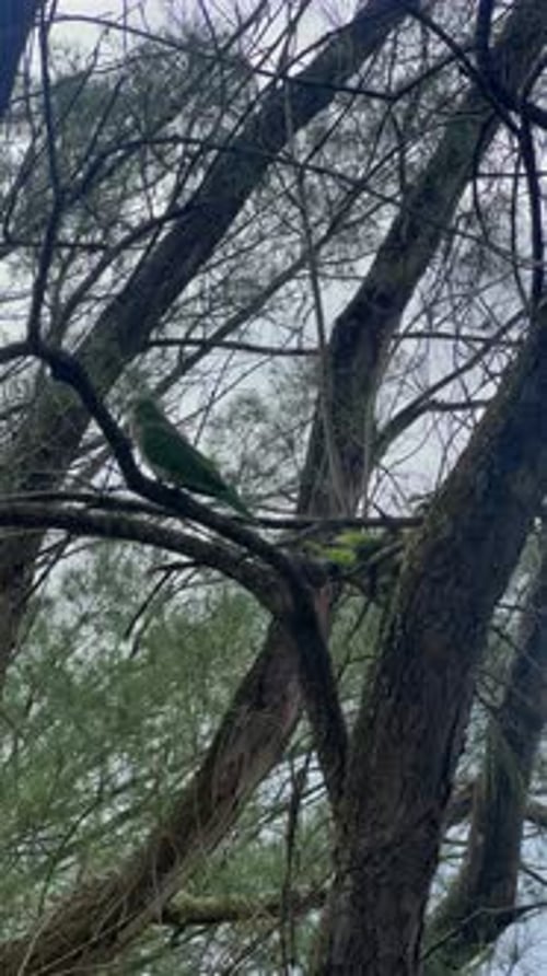 Perruches moines se nourrissant d'une branche d'arbre, vue mobile verticale, gros plan