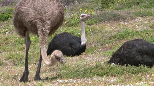 Ein Straußenweibchen sucht Futter, während ein Straußenmännchen im Hintergrund ruht, ein anderer nur teilweise in der Nähe
