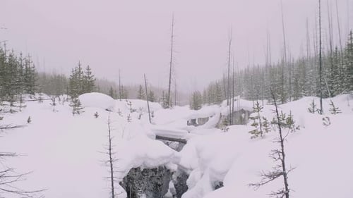 Snow Falling Over Majestic Snow Covered Trees in Woods Backcountry