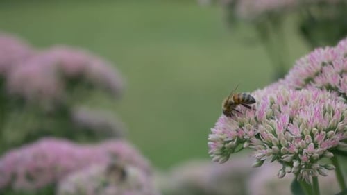 Bee Pollinates Pink Flower and Crawls Around Close Up High Depth of Field