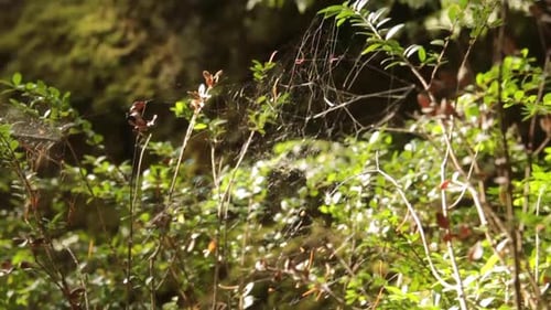 Thin spider web moving gently by wind in summer forest. Sun rays. Woods background