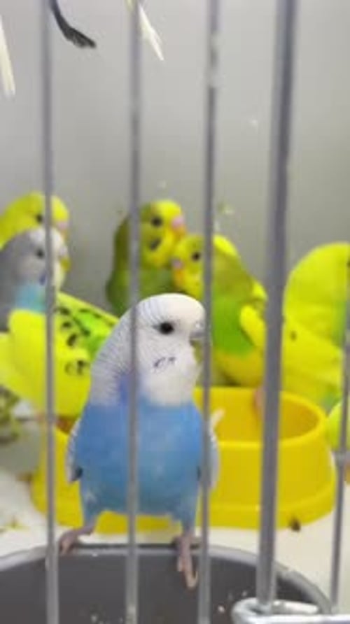 Budgerigar Closeup Sitting in a Cage Cute Green and Blue Budgie Pets are Birds Vertical Video