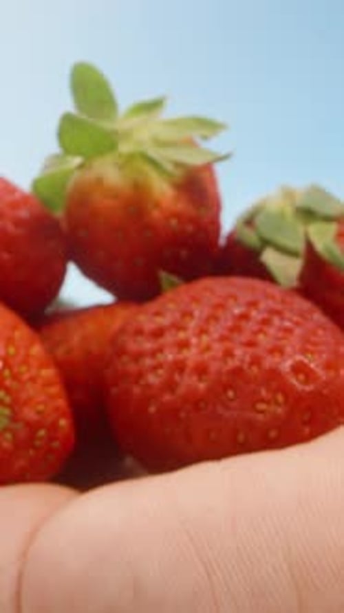 Vidéo verticale. Main tenant un bouquet de fraises fraîches avec des feuilles vertes dans une scène extérieure lumineuse