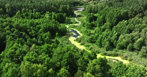 Green river, swamps and forest in summer, aerial view