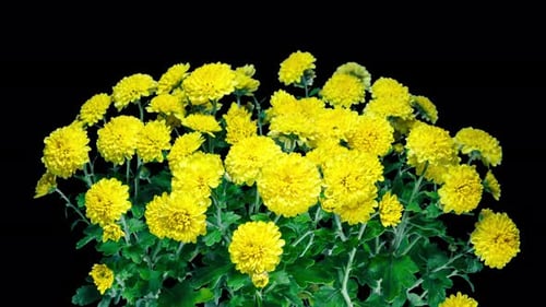 Time Lapse of Blooming Yellow Chrysanthemum on a Bush Close up Over Black Background. From Opening