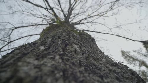 Low Angle View of a Tall Tree Trunk