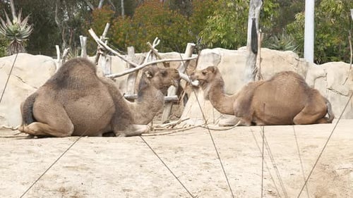 Zwei Kamele essen und ruhen sich an einem sonnigen Tag aus. Ruhende Zootiere.