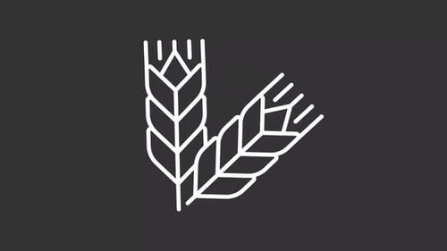Animated Wheat Stalks Line Icon for Agriculture Videos