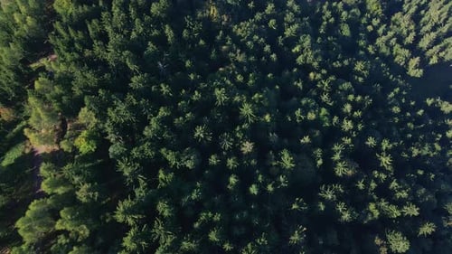 Top View of Green Forest in Mountain Landscape