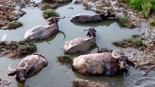 A group of buffaloes are in a muddy pond