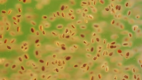 Chia Seeds Blending and Rotating in Water Closeup Macro Yellow Background Dry Healthy Ingredient