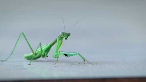 Praying Mantis Swaying Side To Side On Table, Close Up, Daytime, Maffra, Gippsland, Victoria, Austra