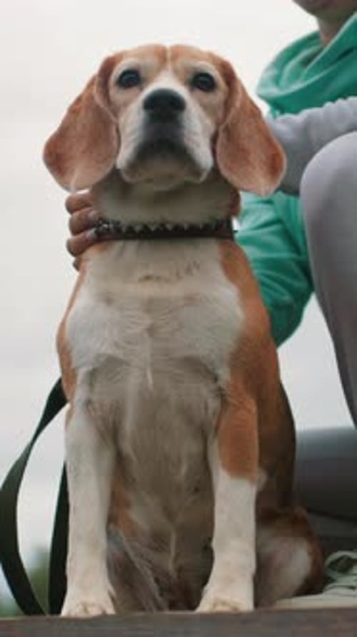 Beagle Dog Sitting Upright With Person Behind Him