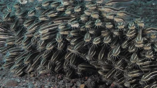 Venomous juvenile Striped Catfish forming a dense ball shaped school to ward off predators. Animal b