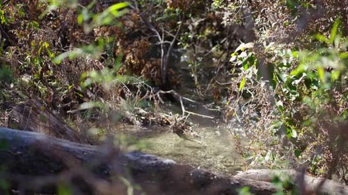 Small stream flowing through vegetation in a forest, slow motion shot